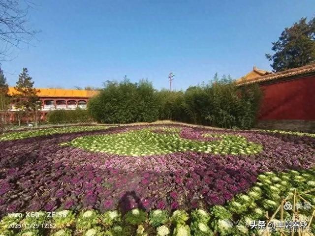 北京景山公园羽衣，冬园锦色｜申艳娟