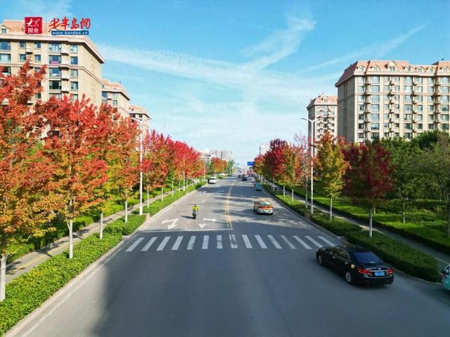 秋日限定！诸城枫香路景观上线 三色枫叶扮靓城市街头