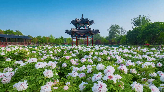 花城是哪个城市（中国之城｜山东菏泽黄河花语 水韵花城）