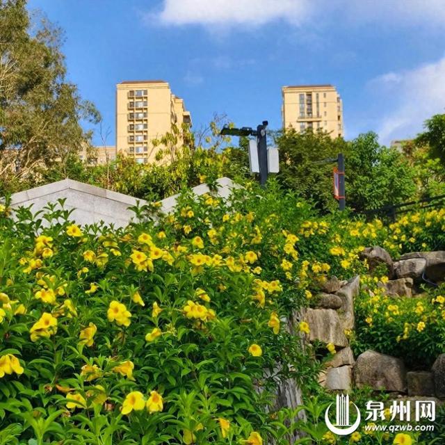 软枝黄蝉花开成瀑 潘山公园“金色天梯” 吸引打卡