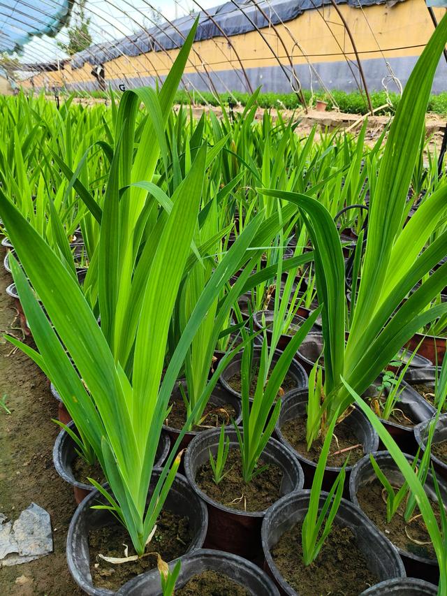 如何轻松掌握射干的种植技术？一篇文章带你搞定！