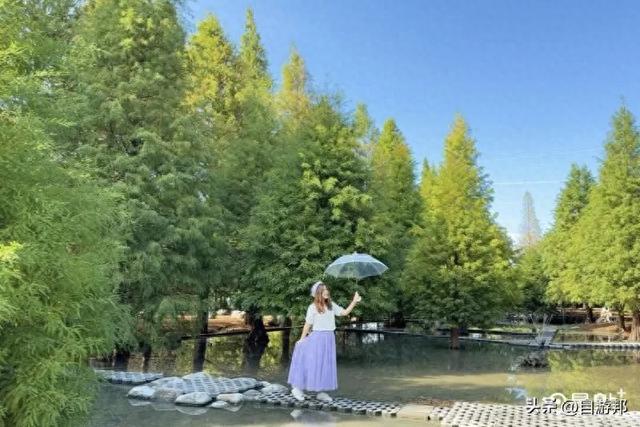 800棵落羽松树海开园了！5大美拍亮点秋冬必打卡