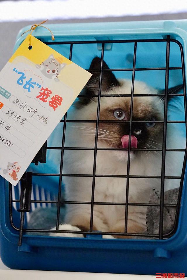 长沙机场开启“人宠同行”新体验，已与14家航司达成宠物业务合作