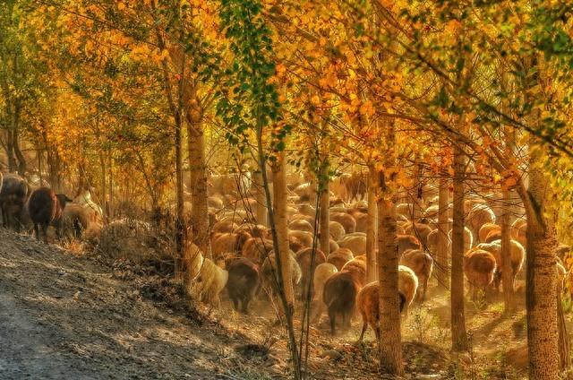 我52岁，找了个62岁老头搭伙过日子，发现男人年纪大了照样“作”