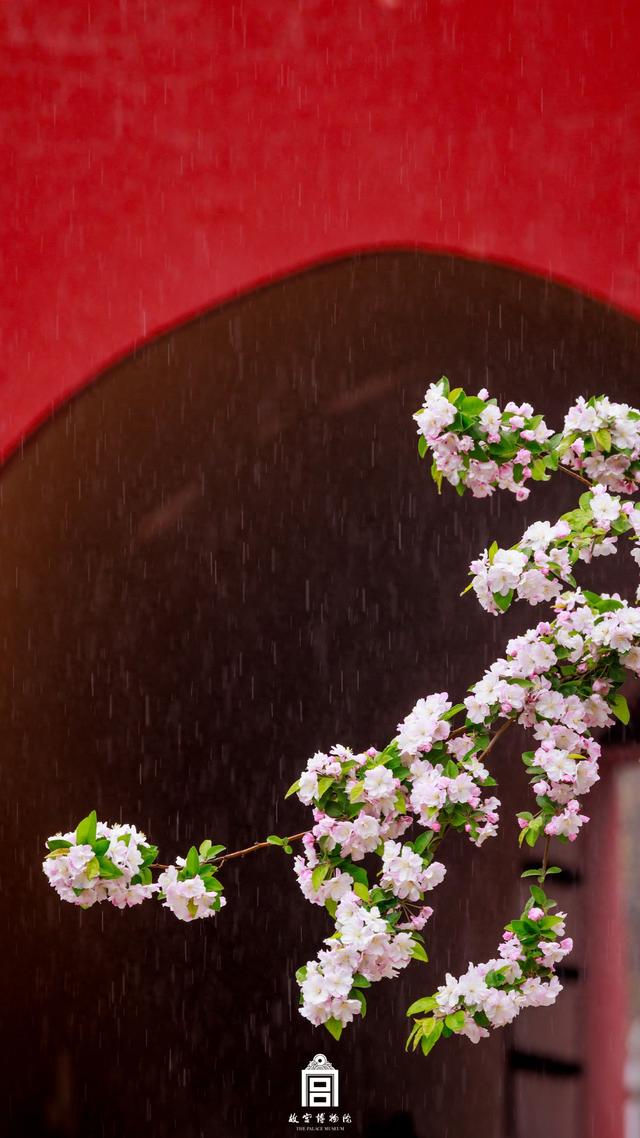 故宫的花开了，给历史赋予了春天的气息