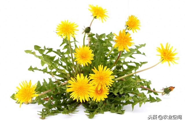 山东苦菜保存方法（苦菜农村真的很多）