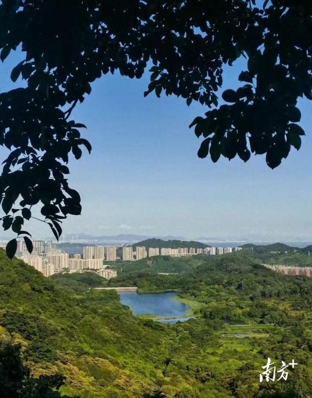 全球征集方案！南沙这片湾区森林客厅邀您来策划设计