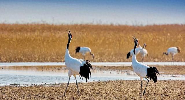 仙气撩人的情侣名推荐（仙鹤仙境）