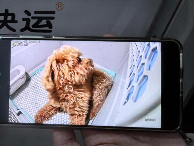 泰迪逃脱2游戏攻略（让携宠出行更便捷铁路宠物托运服务见闻）