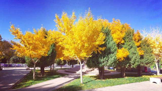 甘州区城市管理局：醉美金秋！中心广场银杏树成市民打卡新地标