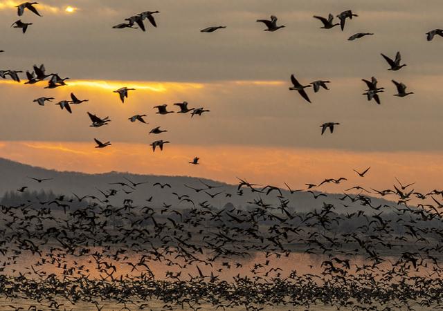 “乌秧乌秧”超壮观！“天上来客”为珲春送来限时美景