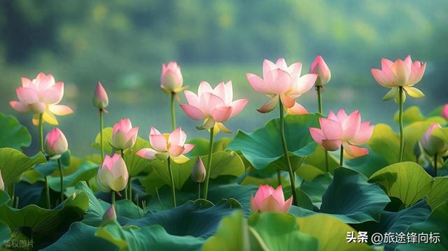 读《爱莲说》悟赏莲攻略，避开人挤人，这 3 处秘境藏着夏趣
