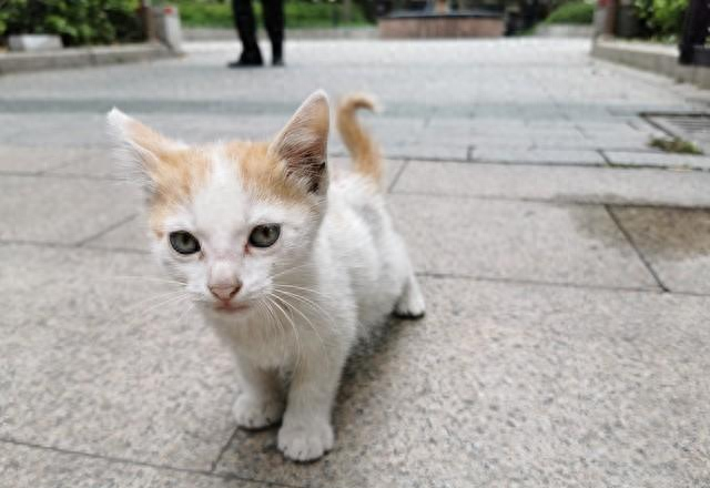小羊回家游戏攻略（接流浪猫回家前）