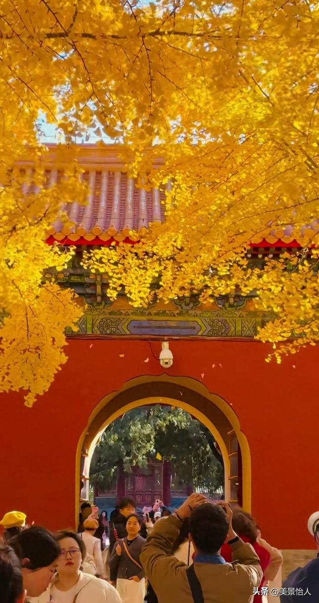 11.9实拍🍂北京金色银杏雨杀疯了！