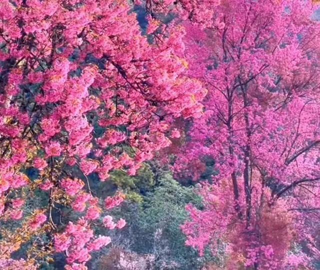 无量山的冬樱花