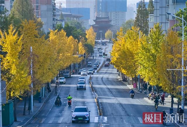 武汉这条“鎏金大道”美出圈，阳光滤镜加持每一帧都超治愈！