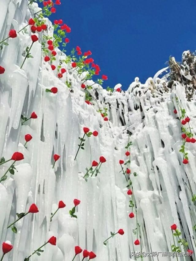 太原创森|冰瀑玫瑰！冬日打卡新地标