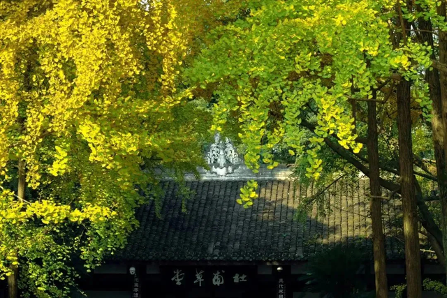 草堂银杏季 | 老枝诗未全，园中金将成