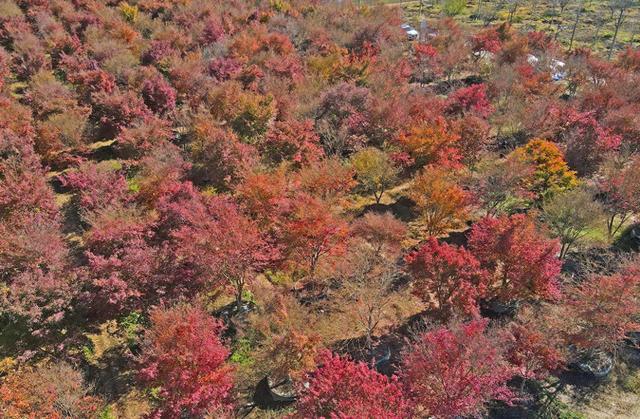 初冬西安 处处“入画”