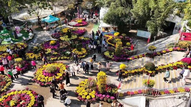 从“假日爆红”到“全年常红”！聊城度假区以菊花展持续“实力圈粉”