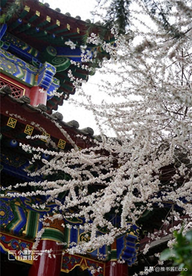 地铁直达！西安“顶流”山桃花，花开成瀑！这才是长安最美春天！