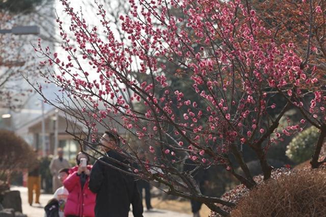 寻找最美春天|山东日照：花开迎新春 满园醉游人
