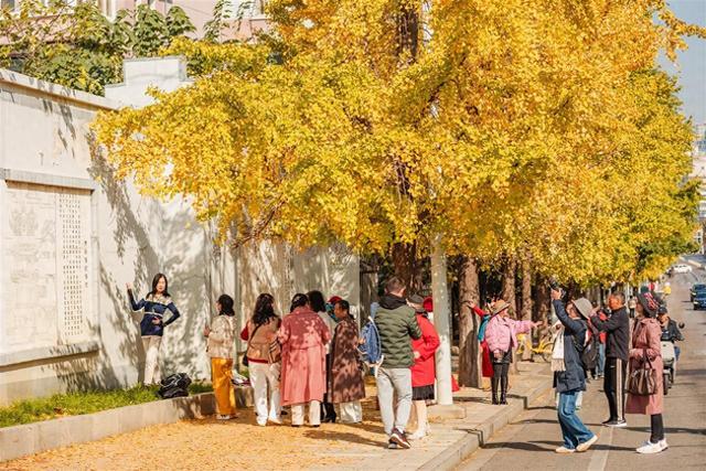 武昌首义路犹如铺上黄金毯，“落叶缓扫”留住江城秋日诗意