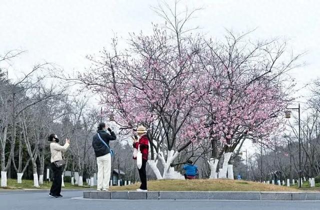 扬州樱花大道早樱初绽