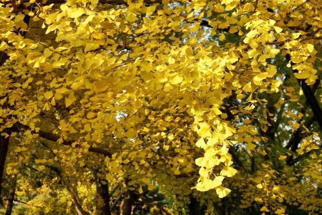 海淀这个免费公园，“藏”着秋天的所有颜色——