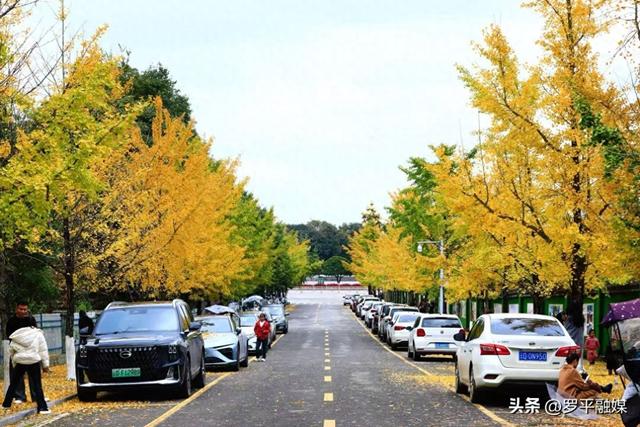 罗平：初冬限定美景上线 满城银杏铺就金色浪漫