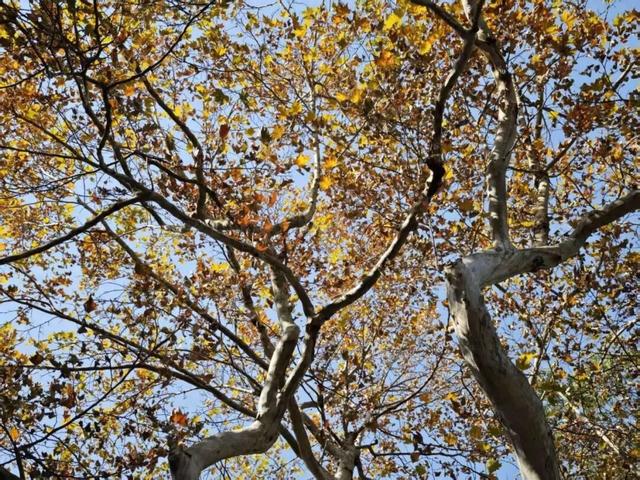 开福上新色：捕捉开福黄调时刻