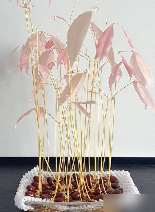 福建一姑娘把“荔枝核”泡水里，两周长成“粉盆栽”，太治愈了