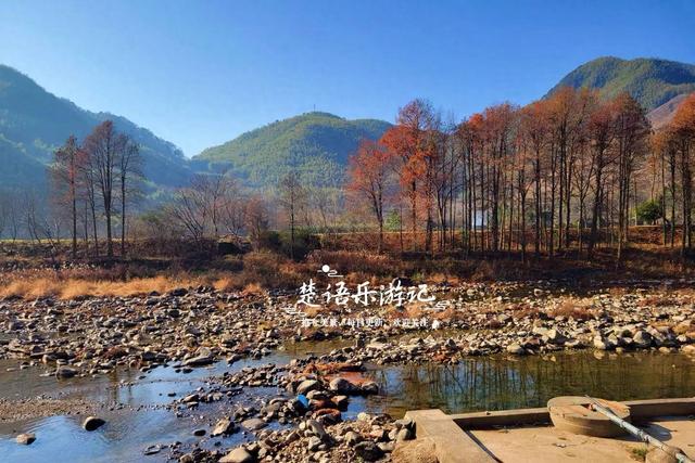 浙江宁波的红杉观赏胜地，树还没变红但美人蕉花海红了，美不胜收