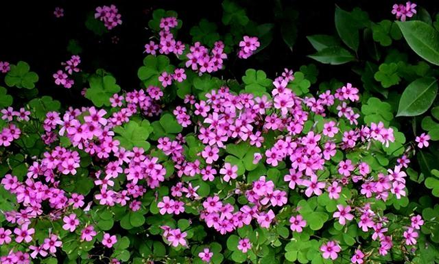 柞树的读音柞树念啥呢（盘点那些被读错的植物酢浆草VS柞树假三叶草橡树）