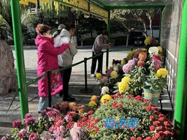 趵突泉菊展收官倒计时 市民游客赶尾档赏菊