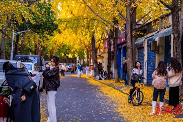 银杏染金冬意浓