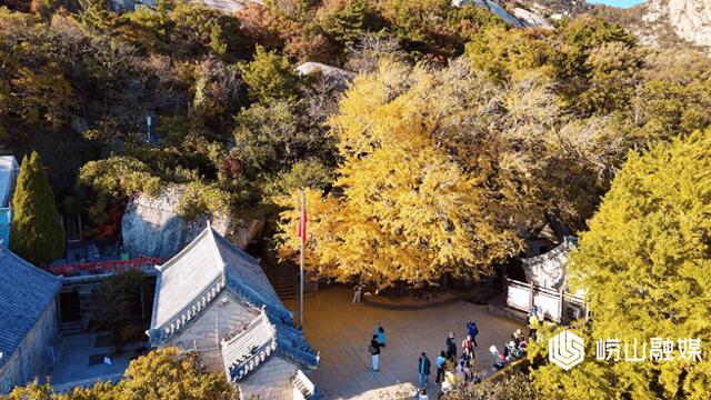 一眼千年，那棵离海最近的银杏，黄了