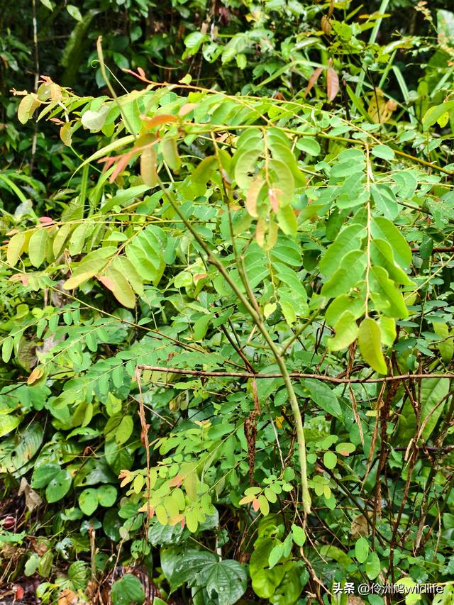 马来西亚(31)砂拉越州⑤姆鲁山canopy树冠高空漫游