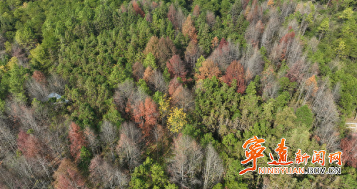 宁远县桐木漯瑶族乡：枫叶风车相映景 生态瑶乡入画来