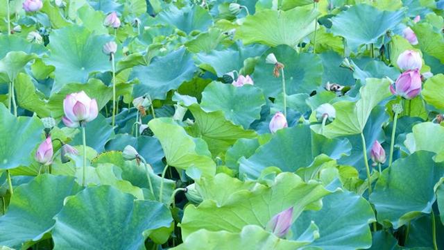 安康汉阴：荷花次第绽放 美景入画来