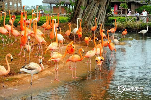 海南澄迈温暖舒适 红树湾湿地公园火烈鸟悠闲自得