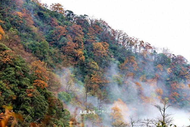 图库推荐丨 雷公山：初雪邂逅红叶，绘就冬日梦幻画卷