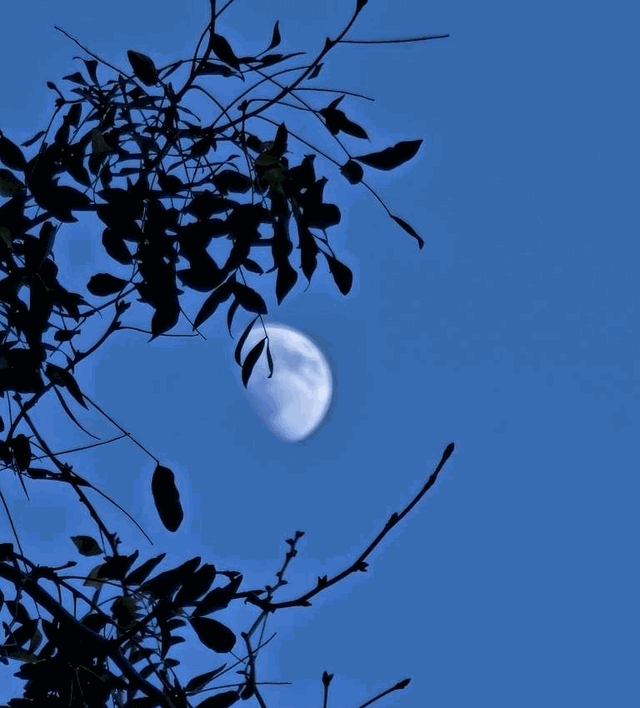 梦见月亮挂在树梢是什么预兆（月亮挂在树梢梢）