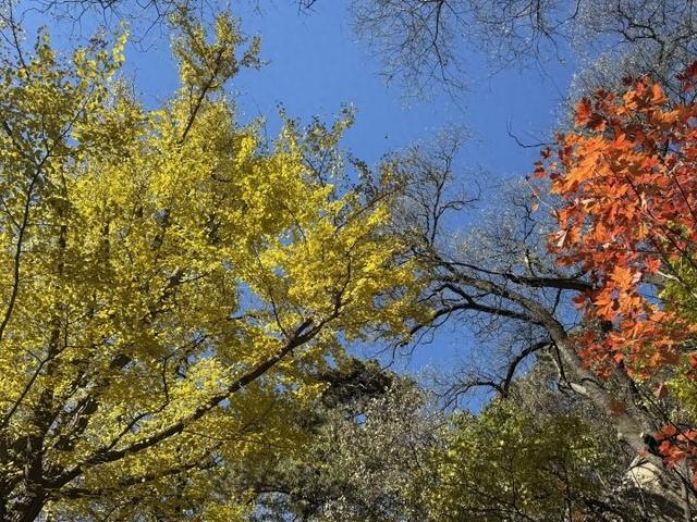千山龙泉寺景区银杏黄了