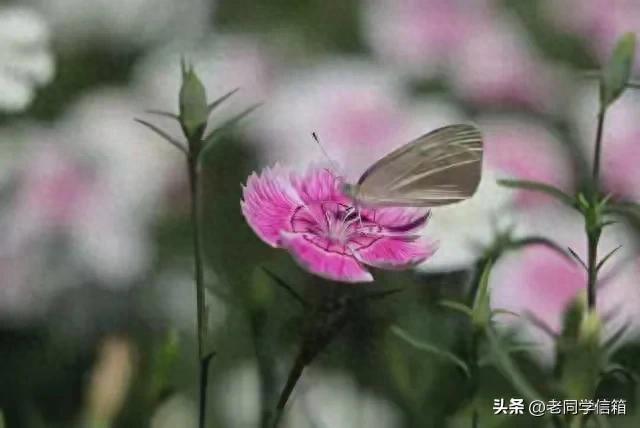 我搭伙过3个女人，发现女人过了55岁还找男人，无非就3个原因