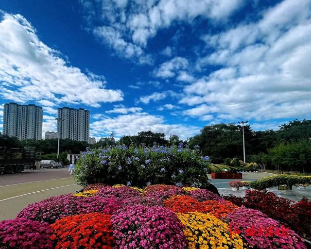 哈尔滨秋季旅游“重头戏”，香坊区第22届菊花展下周启幕！