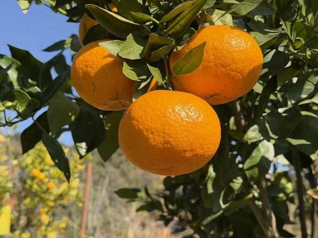 田园采摘、跨年派对！富民县2025元旦活动精彩纷呈