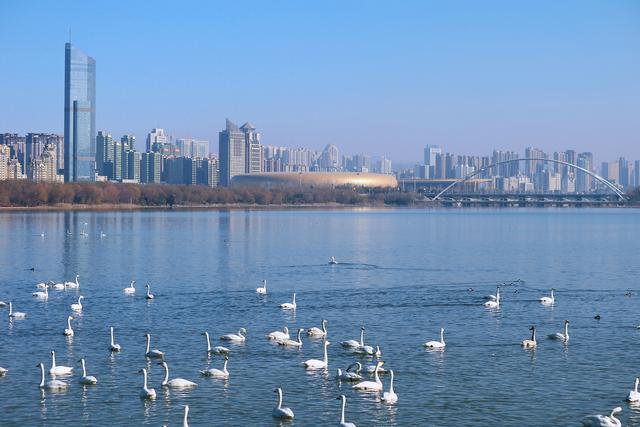 一池天鹅带火一座城：三门峡的生态答卷与文旅新生
