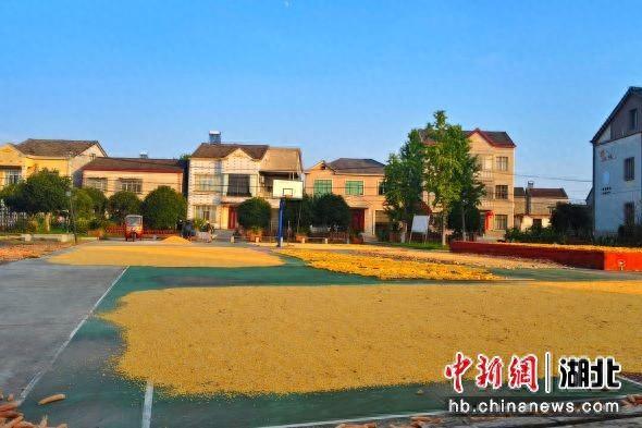 枝江市董市镇：“粮”辰美景入画来