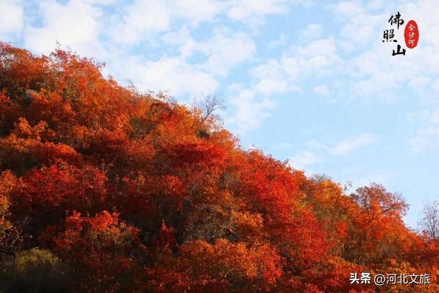 免门票+免停车费！今年红叶季，一定要来一次佛照山！